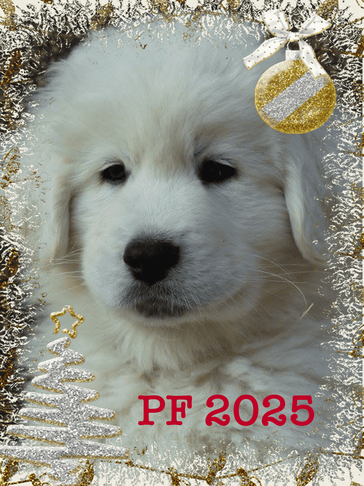 pf 2025